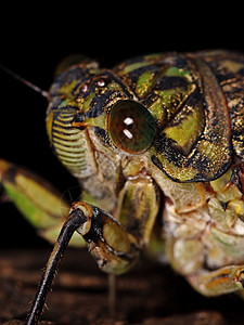 Cicada的宏观照片刺猬眼睛昆虫学小眼图片