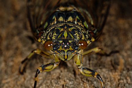 Cicada的宏观照片天线小眼动物野生动物眼睛昆虫学生物学图片