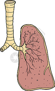 一个人类肺背景图片