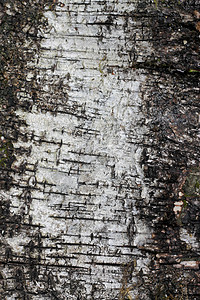 树木笼口 伯赫河的十字路口灰色阳光框架白色植物绿色季节环境生长苔藓图片