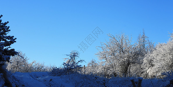 山上满是霜和积雪的树木高地植物群照明森林首脑假期天气天空木头环境图片