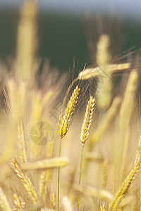 黑麦地区种子场地谷物国家农村小麦生长粮食农场植物图片