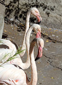 粉红色三色火烈鸟旅行羽毛动物群池塘动物荒野白色粉色异国鸟类图片