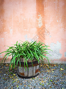 木锅装饰室内外部的绿色植物图片