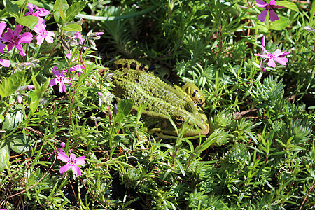 花园里的青蛙荒野植物群草地昆虫漏洞宏观君主鳞翅目斑点野生动物图片