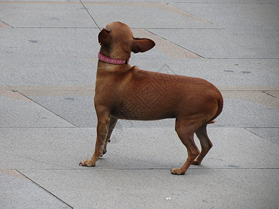 奇瓦亚州犬类动物宠物小狗皮带脊椎动物哺乳动物图片