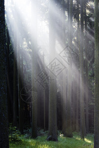 森林中的光线阳光环境绿色树叶太阳树木叶子分支机构森林横梁图片
