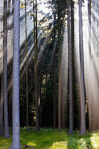 森林中的光线树木绿色太阳薄雾阳光射线森林环境横梁分支机构图片