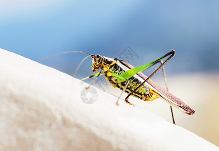 蚂蚱直翅目眼睛螳螂漏洞蟋蟀野生动物栖息料斗触手生物图片