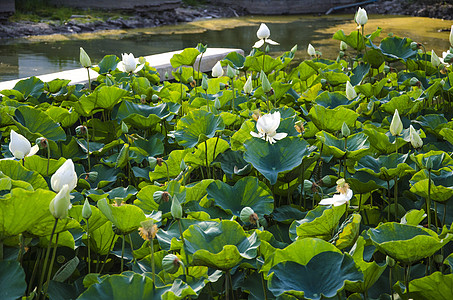 白莲粉公园植物沼泽荷花花园图片