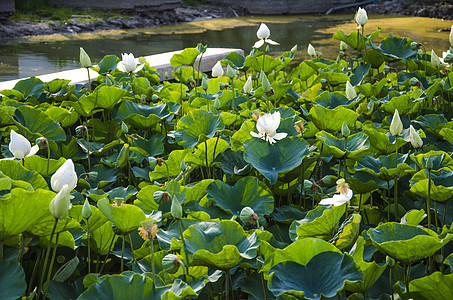 白莲粉公园植物沼泽荷花花园背景图片