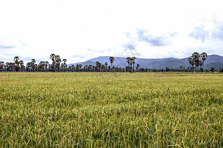 大稻田蓝色植物群感恩气候气氛土地地平线场景环境叶子图片