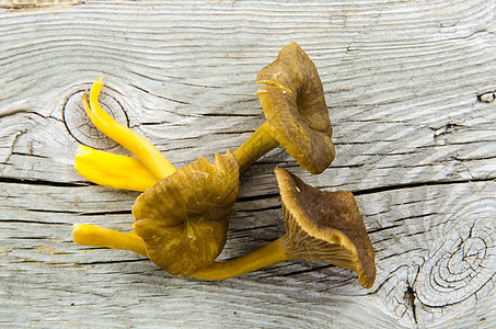 新鲜鲜生黄脚蘑菇图片