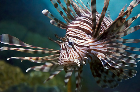 狮子鱼棉布海洋生物蓝色国家珊瑚纤维岩石服装潜水牛仔布图片