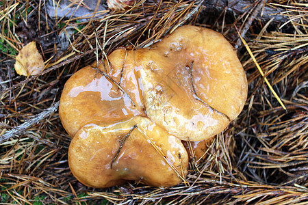苏利勒斯的美味蘑菇木头叶子食物菌类菌丝体季节风景山毛榉衬套灌木丛图片