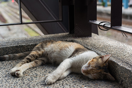 猫躺在角落休息猫咪生活小憩毛皮哺乳动物睡眠宠物场景条纹猫科动物图片