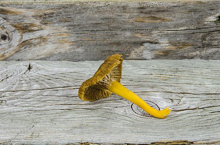 一个黄脚蘑菇图片