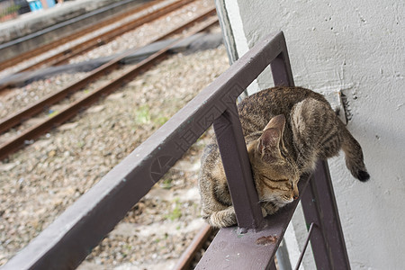 猫说谎休息栏杆小猫街道猫咪毛皮哺乳动物生活猴童猫科睡眠图片