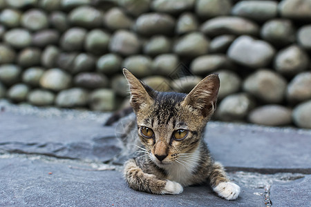 躺在地上的小猫咪条纹流浪猴童荒野动物猫科动物小猫毛皮街道猫咪图片