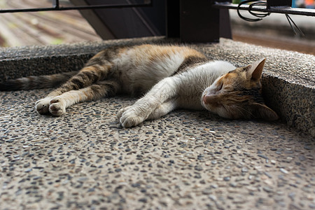 猫躺在角落休息宠物哺乳动物荒野街道睡眠小憩石头场景猫咪流浪图片