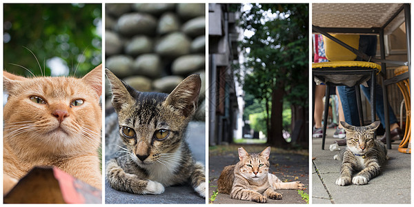 收集猫猫猫科生活宠物动物休息小憩猫咪小猫街道荒野图片