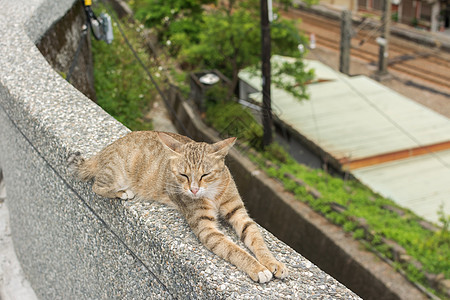 猫躺在墙上宠物哺乳动物猫科动物小猫毛皮动物猫咪生活睡眠流浪图片