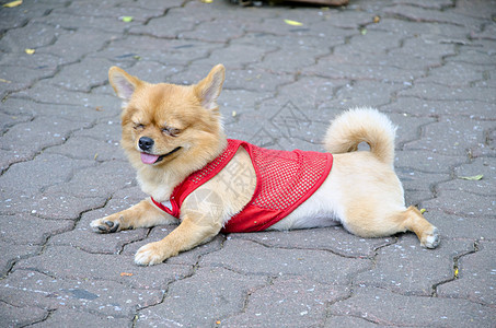 穿红衬衫的小狗纺织品毛衣国家牛仔布蓝色棉布哺乳动物衣服服饰动物图片