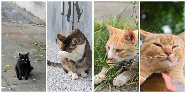 收集猫猫休息宠物荒野猫科街道生活小猫哺乳动物小憩猫咪图片