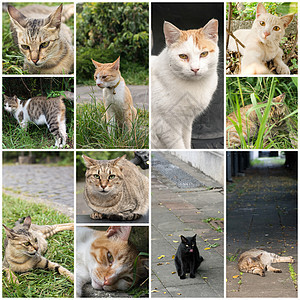 泰比猫躺在草地上宠物荒野条纹街道哺乳动物流浪猫咪场景睡眠小憩图片