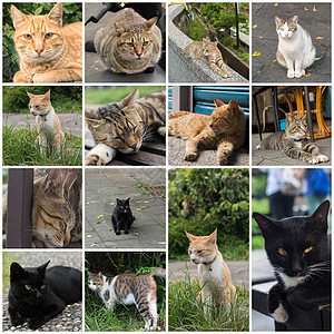 黑猫蹲在地上动物流浪石头宠物条纹小猫猫咪街道哺乳动物生活图片