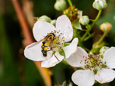 白花黄蜂图片