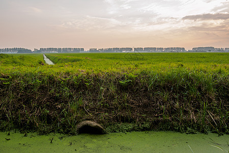 地貌的疏远反射溪流浮萍地面管道环境树木日落渠道植物图片