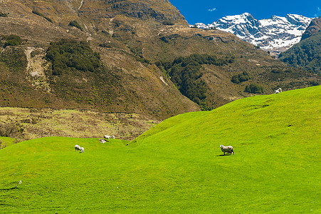 新西兰山脉蓝色场景牧场羊肉国家农田旅游哺乳动物高山场地图片