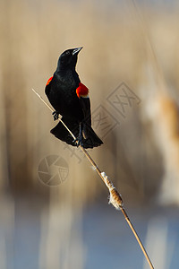红翼黑鸟棕色白色蓝色呼唤红翅芦苇动物灰色黑鸟黑色图片