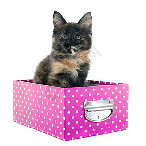 小猫盒子宠物工艺动物三色工作室棕色图片
