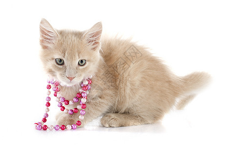 小猫动物珍珠棕色珠宝衣领宠物工作室图片