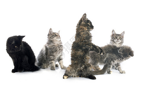 小猫工作室黑色动物灰色团体棕色宠物图片