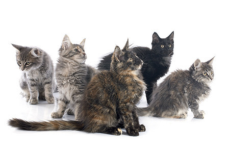 小猫团体动物棕色宠物工作室背景图片