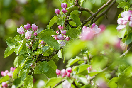 花朵中的苹果树花瓣生长粉色宏观雌蕊花园绿色季节白色植物图片
