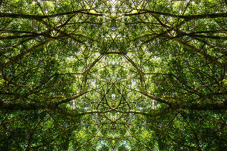 绿色的夏林树植物树干荒野日光叶子木头风景森林环境公园图片