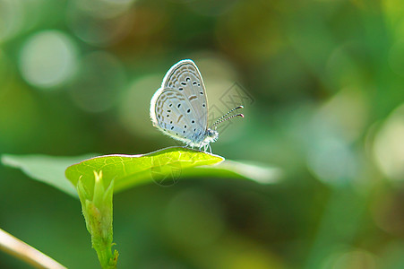 蝴蝶在树叶上命名为青蓝草绿色黑色季节荒野季节性昆虫草地装饰花园叶子图片
