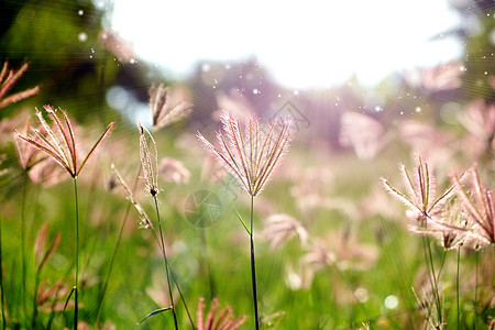 肿胀的手指草野花色彩植物群草原花头面积草地草本植物春草场景图片