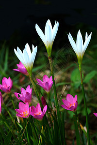 美丽的雨百合花 和风百合 仙女百合念珠菌园艺植物学宏观紫色热带植物群昆虫刀刃植物图片