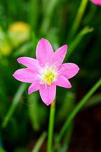 美丽的雨丽花 洁菲兰丝莉莉 法莉莉莉 利特尔大花地球念珠菌植物群叶子热带百合花粉植物学紫色图片