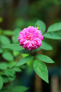 仙子玫瑰 罗莎瓷器绿色日光花瓣园艺女性化玫瑰树叶粉色发芽植物群图片