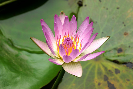 花园池塘里的粉红水晶叶子荷花野花植物百合睡莲植物群绿色反射水池图片