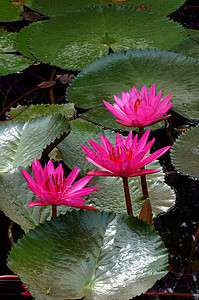 粉水百合 莲花花园植物花瓣植物群情调装饰品百合植物学池塘叶子图片