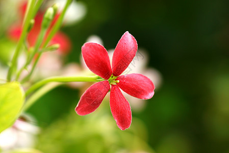 和红粉红色的花 仰光爬行者花瓣君子香味异国花园植物群金银花情调荒野美丽图片