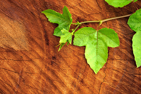 在绿色叶子工业中美丽的表层图案植物地面木头粮食木材古董家具橡木壁板硬木图片