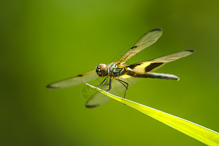 飞龙在一片草地上太阳公园环境野生动物叶子生活宏观翅膀花朵沼泽图片